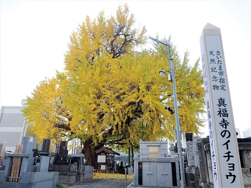 紅葉の時期には見事に黄色に彩られる大イチョウの木。枝ぶりは巨人の手のよう＝南区別所の真福寺
