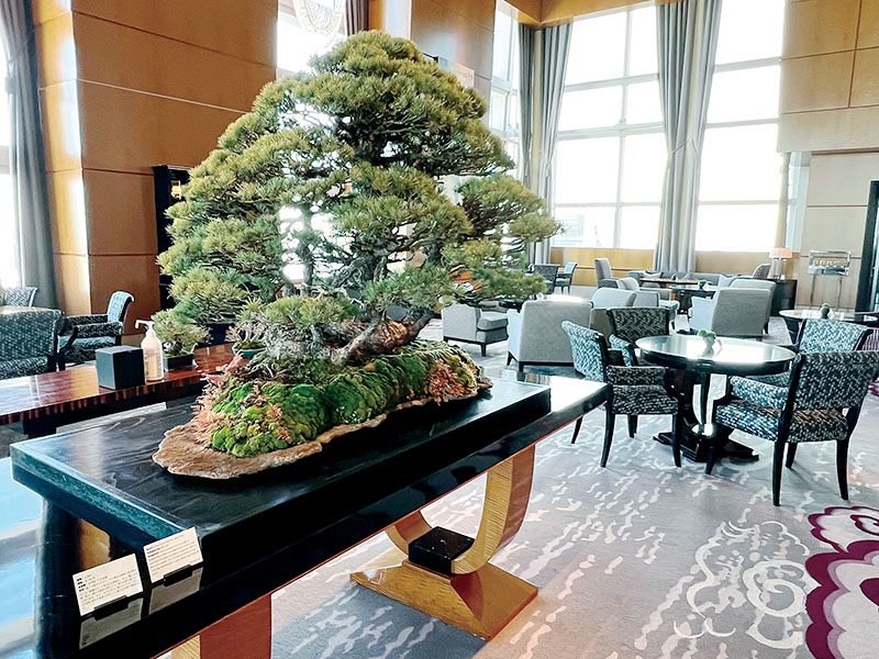 昨年1月、45階のロビーラウンジに展示された樹齢約260年の「五葉松」＝東京都港区のザ・リッツ・カールトン東京