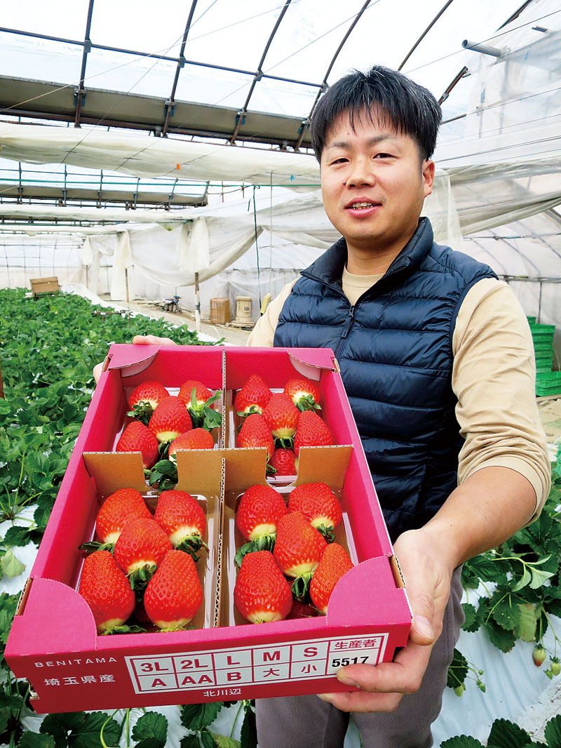 イチゴの新品種「べにたま」を見せる飯塚晃大さん＝加須市柏戸