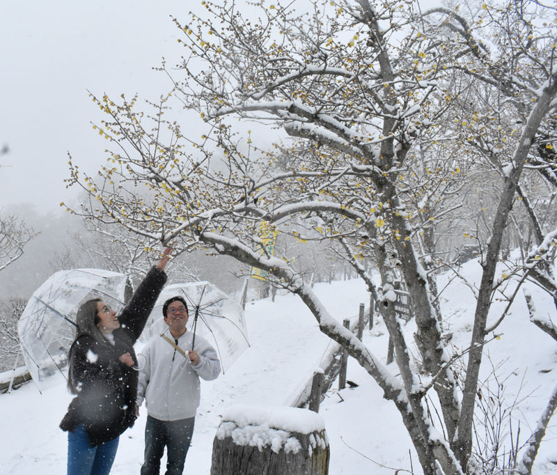 雪をかぶったロウバイを楽しむ観光客＝10日午前11時ごろ、長瀞町のロウバイ園