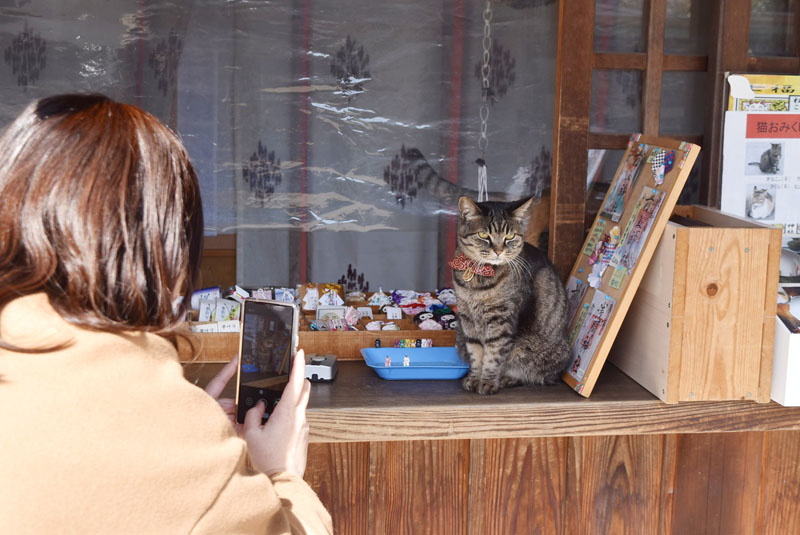 人気を集める前玉神社の猫「きなこDX」＝21日午前、行田市埼玉の前玉神社