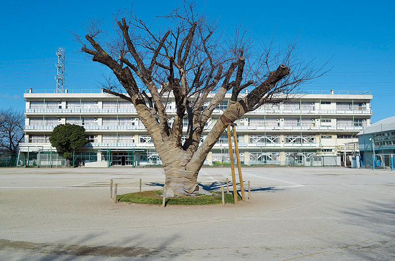 新座市立池田小学校のシンボルツリーとなっている約60年前に植樹されたヤマザクラ
