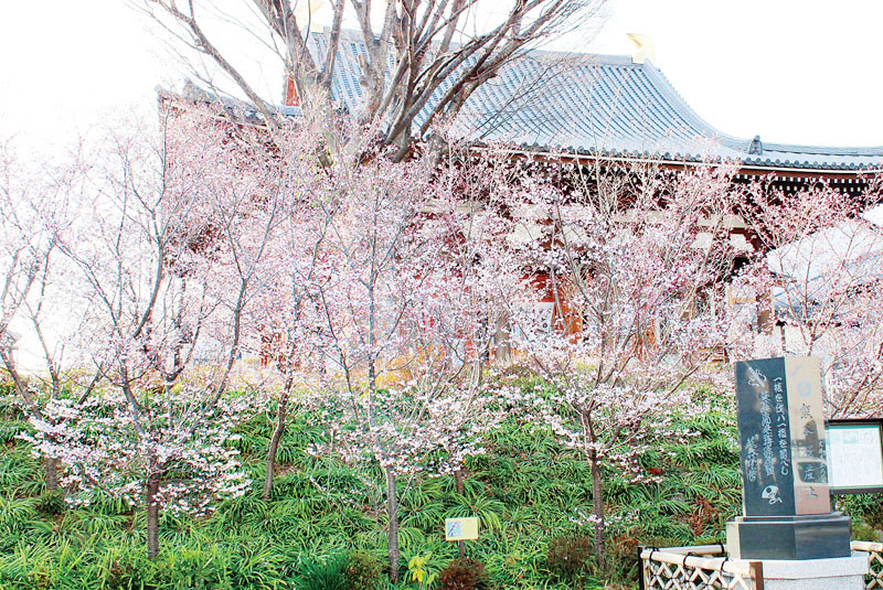 間もなく満開を迎える石上寺境内の熊谷桜