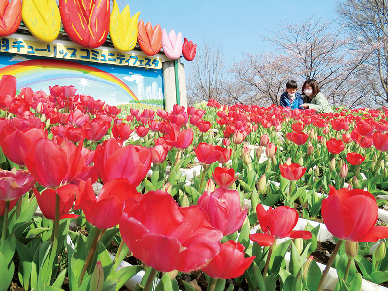 約6万本のチューリップが飾られた公園内＝20日午後、埼玉県越谷市七左町