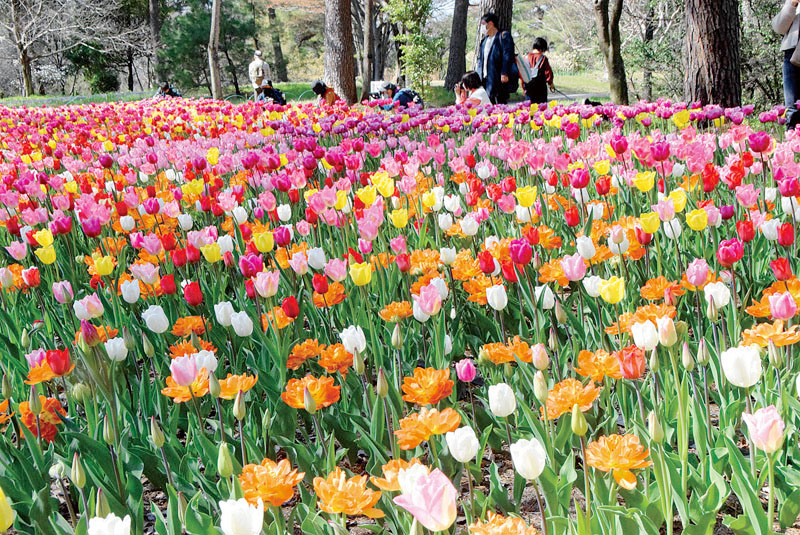見頃を迎えた多彩な「早咲きチューリップ」＝20日午後、滑川町山田の国営武蔵丘陵森林公園