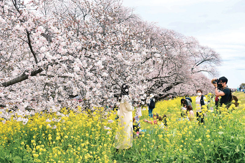 菜の花とソメイヨシノが咲き誇る熊谷桜堤＝24日午後、熊谷市内