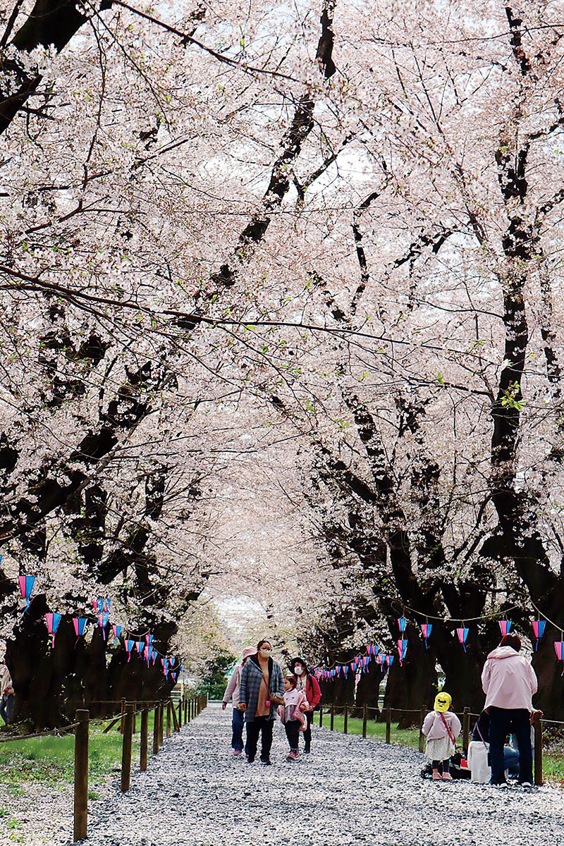 無線山の桜のトンネルの下に花びらのじゅうたんが広がる＝30日、伊奈町