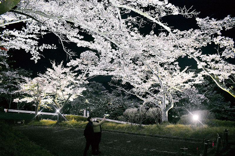 夜桜と秩父盆地の絶景を楽しめる美の山公園のライトアップ＝4日、午後7時半ごろ