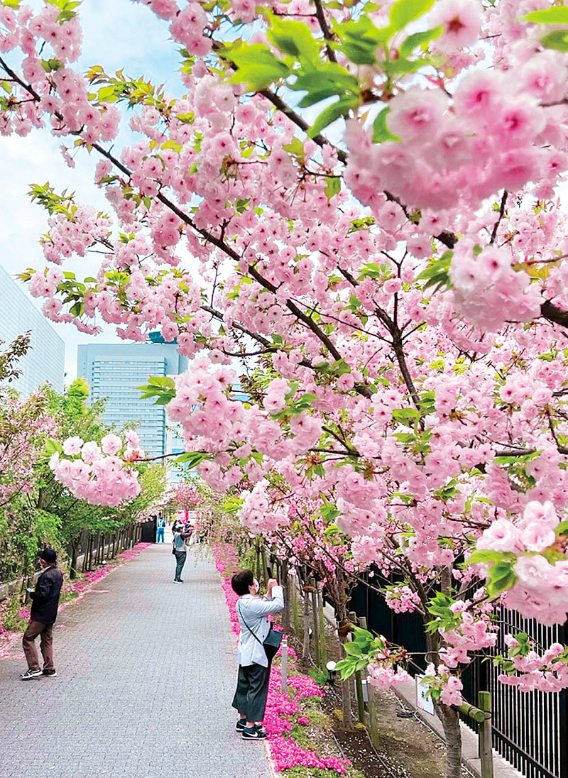 公開が始まった「桜のさんぽ道」。多くの人たちが訪れていた＝7日午前、さいたま市大宮区北袋町の造幣局さいたま支局