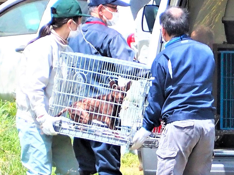 保護した犬が入ったケージを運び出す保健所職員ら＝12日午前11時35分、日高市下大谷沢