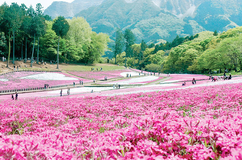 斜面一帯に咲き誇るシバザクラ＝14日午後、秩父市大宮の芝桜の丘