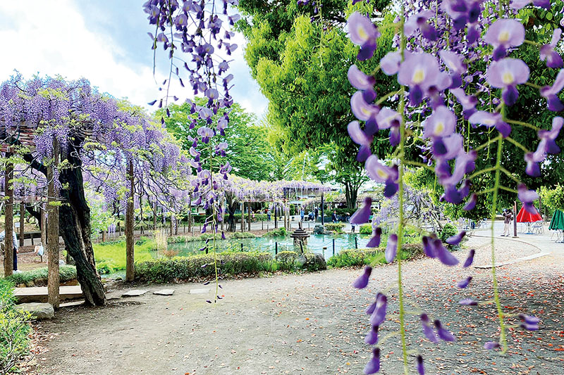 池のほとりに咲くフジの花＝埼玉県羽生市の大天白公園