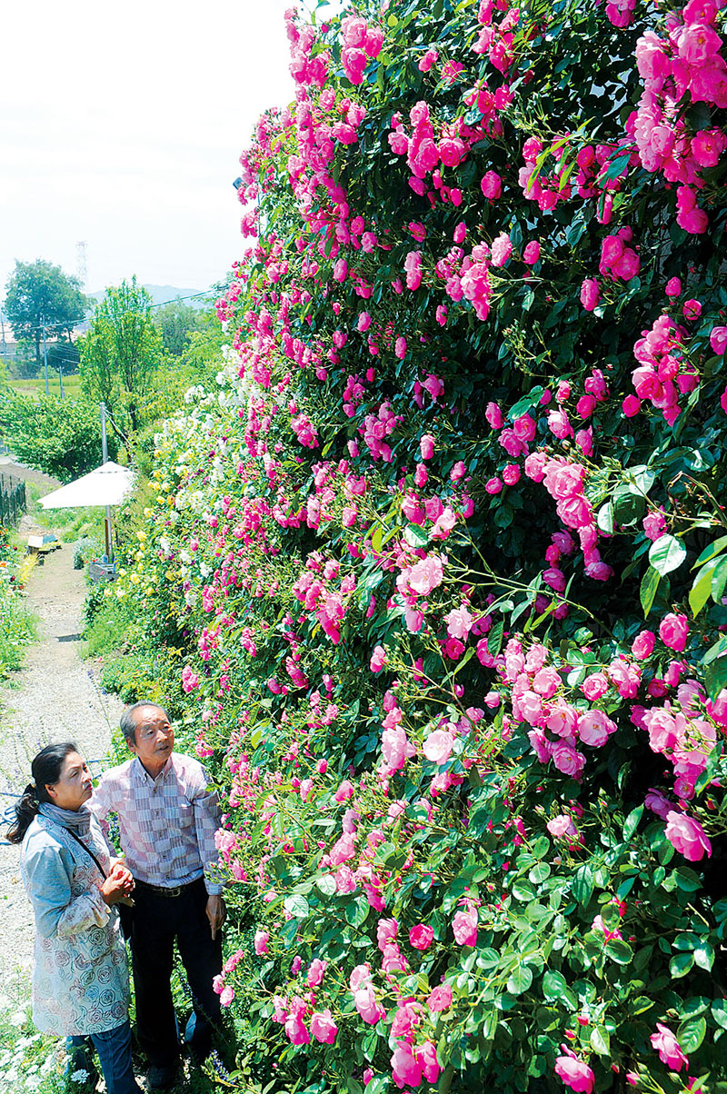 自宅の屋根の高さまで咲き誇るバラを見上げる園主の松川夫妻＝5月11日、美里町下児玉
