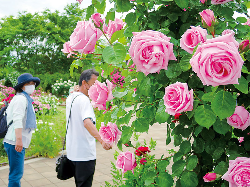 色鮮やかに咲くピンクのバラ＝埼玉県鴻巣市関新田の花久の里