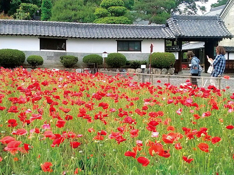 見頃を迎えているシャーレーポピー＝12日、埼玉県熊谷市小八林の長島記念館