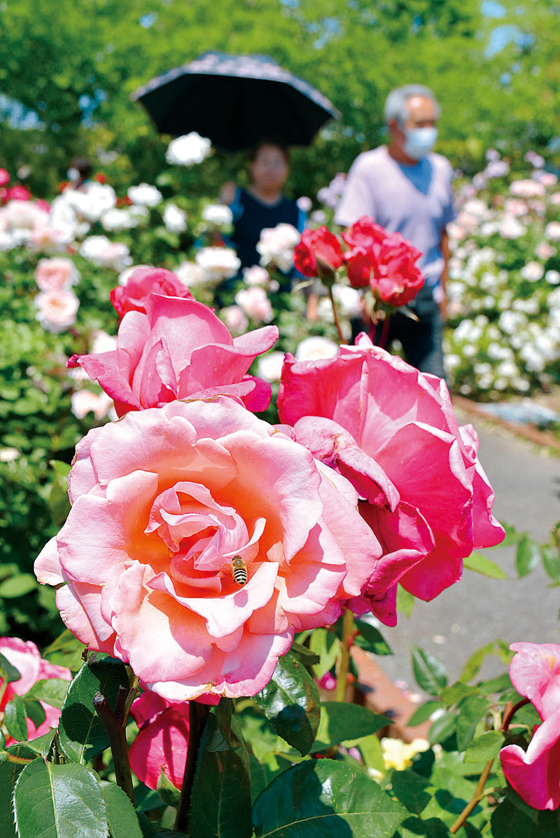 色とりどりのバラが咲き誇るバラ園＝10日午前11時20分ごろ、熊谷市弥藤吾の道の駅めぬま