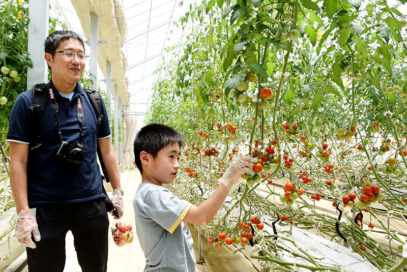 トマトの収穫を楽しむ親子＝27日、埼玉県川越市今福の観光農園「＠FARM」