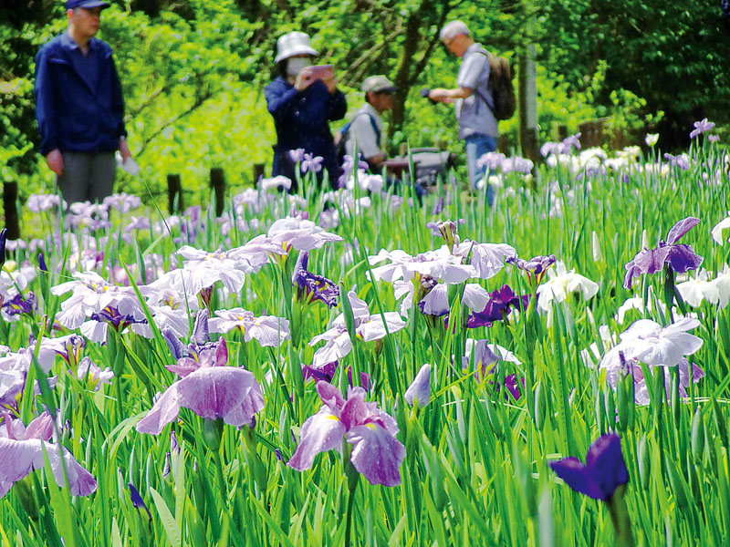 紫や白色の花を咲かせたハナショウブ＝1日午前、埼玉県狭山市柏原の智光山公園