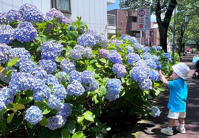 見頃を迎えている「花と緑の散歩道」沿いに咲くアジサイ＝埼玉県さいたま市南区