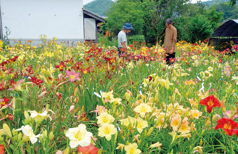 多彩な「ヘメロカリス」の花が見頃を迎えている＝埼玉県小川町青山の岡本自然農園