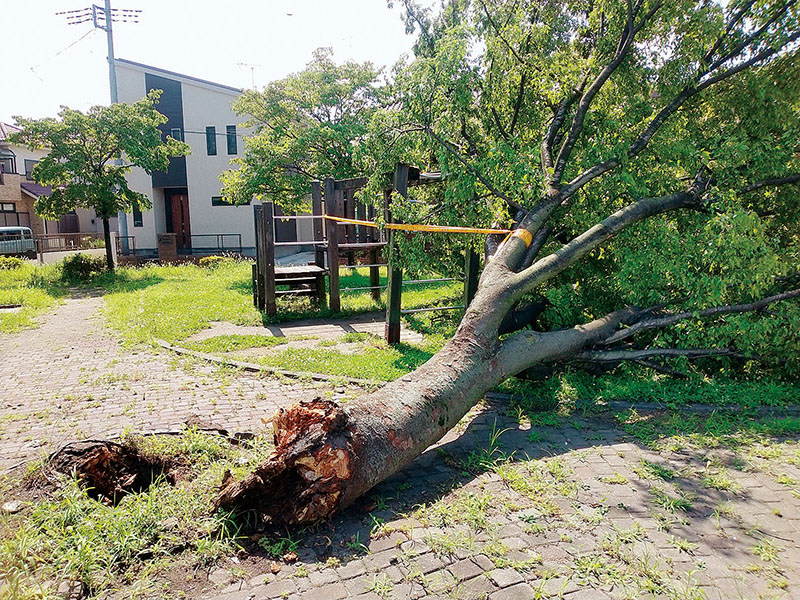突風の影響で倒れた公園の大木＝久喜市葛梅2丁目の芝間公園