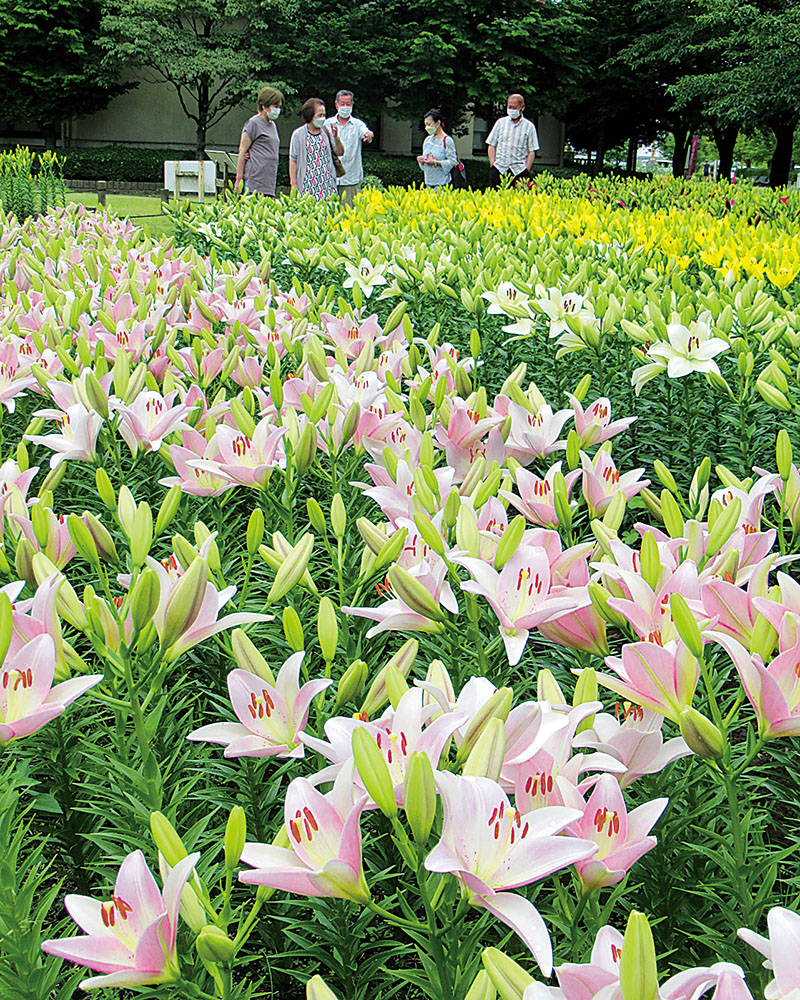 これから満開を迎えるユリ＝埼玉県深谷市樫合の「深谷グリーンパーク」