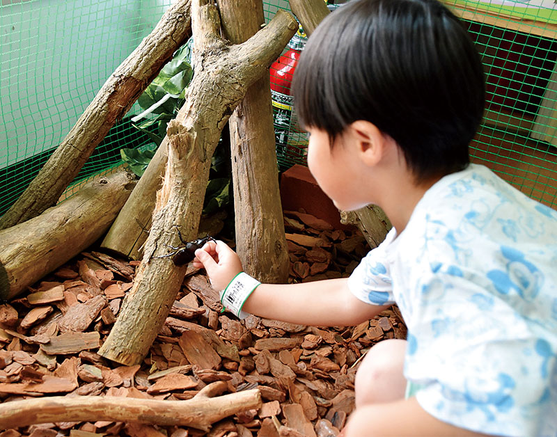 カブトムシの森でカブトムシを採取する男児＝15日午後、加須市志多見のむさしの村