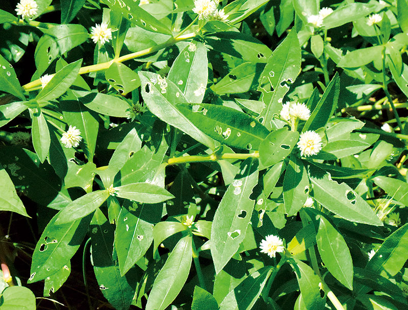 戸田橋の下のナガエツルノゲイトウの白い花は約1・5センチほどの大きさだ＝埼玉県戸田市の荒川