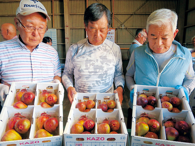 イチジクの品質を見る若山和一組合長（右）ら＝3日午後、埼玉県加須市中種足の種足野菜集荷所