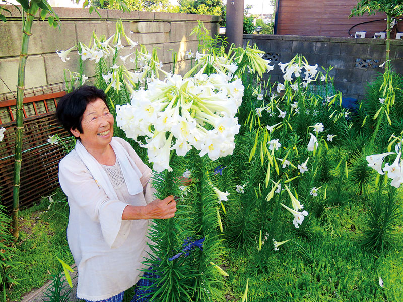 テッポウユリを眺める立沢せつ子さん＝12日、埼玉県越谷市東町