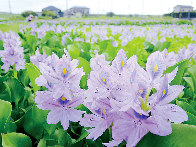 池一面に咲くホテイアオイの薄紫色の花＝16日午前8時半、加須市佐波の道の駅「童謡のふる里おおとね」
