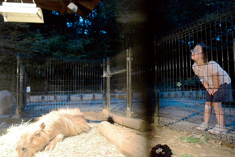 夜の動物園を満喫する子ども＝埼玉県こども動物自然公園