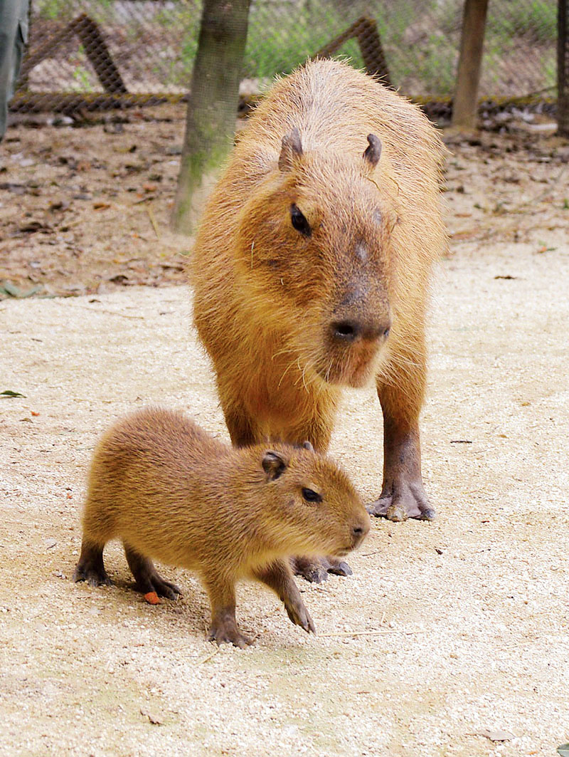 生まれたばかりのカピバラの赤ちゃん「モミ」（左）と母親の「マツ」＝宮代町の東武動物公園