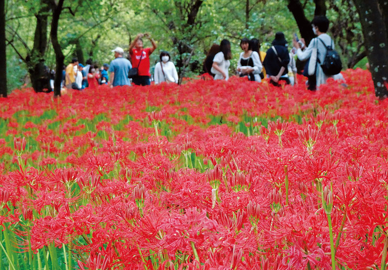 巾着田を赤色に染めるヒガンバナ＝23日午前、埼玉県日高市高麗本郷