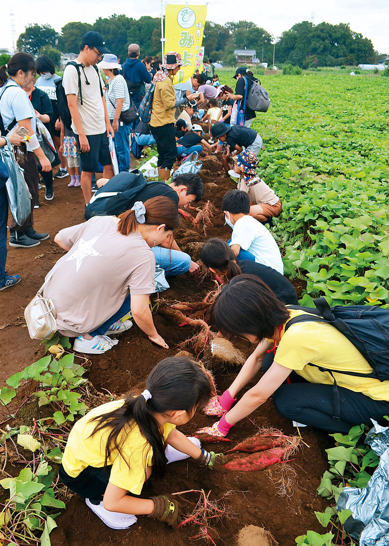 長さ約500メートルの畝の両側から芋掘りを楽しむ親子連れら＝埼玉県三芳町上富