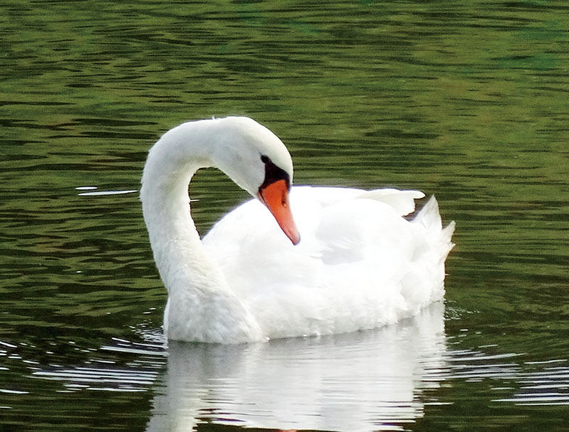 春日部市の古利根川に飛来したコブハクチョウ（三好あき子さん撮影）