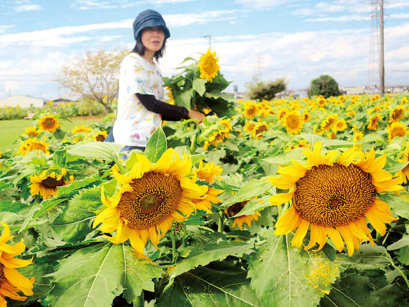 ヒマワリ畑では9日まで摘み取りができる＝鴻巣市寺谷の「花のオアシス」