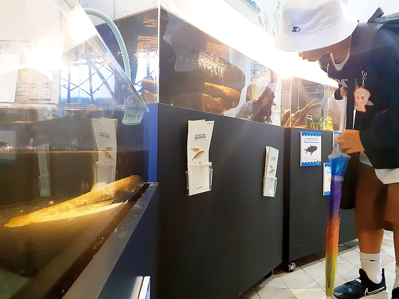 展示されたナマズなどの川魚