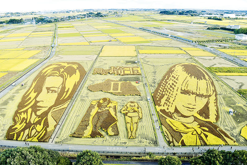 背景部分が刈り取られた田んぼアート＝21日午後、埼玉県行田市小針の「古代蓮の里」