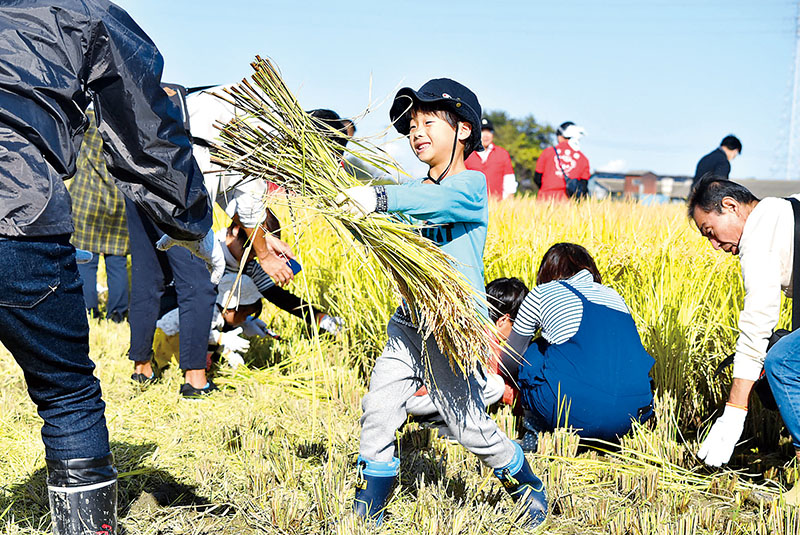 笑顔で稲刈り体験を行う参加者＝21日午後、埼玉県行田市小針の「古代蓮の里」東側の水田