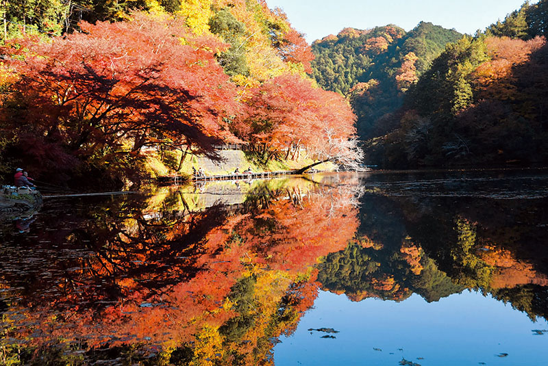 例年よりもやや遅れて紅葉が見頃を迎えた鎌北湖＝28日、毛呂山町大谷木