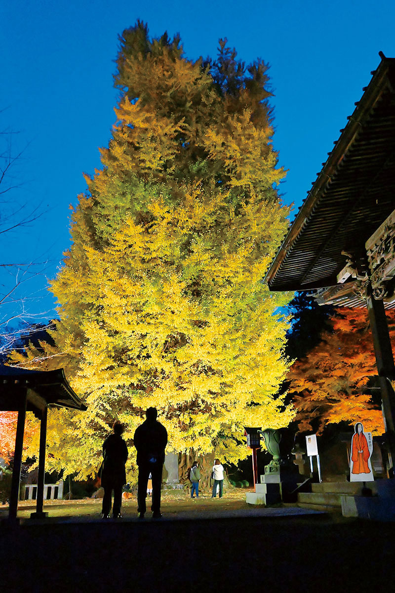 境内でライトアップされたイチョウの巨樹＝6日、東松山市岩殿の正法寺