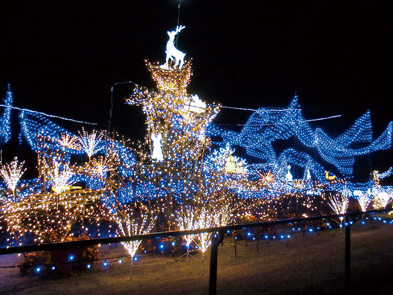 クリスマスメロディーを聞きながら観賞できるイルミネーション＝本庄市「マリーゴールドの丘公園」