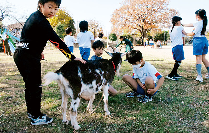 お試し訪問のヤギを歓迎する児童たち＝8日、埼玉県戸田市の笹目小学校