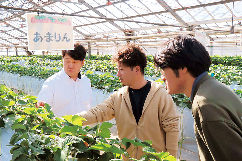 イチゴの出来を話す（左から）鳥飼純一さん、ストロベリーハウス細田の細田裕一さん、駅チカイチゴ園GREEN PEACEの備藤大樹さん＝さいたま市西区のストロベリーハウス細田