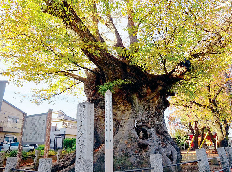 巨大な幹回りで、重厚な表情を見せる「大久保の大ケヤキ」＝さいたま市桜区大久保領家