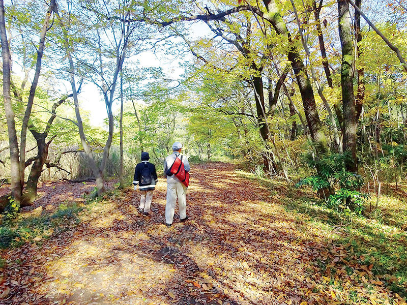 木漏れ日の落ち葉のじゅうたんの上で、ウオーキングを楽しむ人たち＝秋ケ瀬公園ピクニックの森