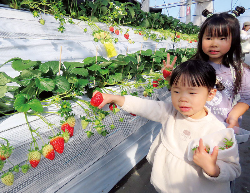 イチゴ狩りを楽しむ子どもたち＝17日午前、埼玉県越谷市増森
