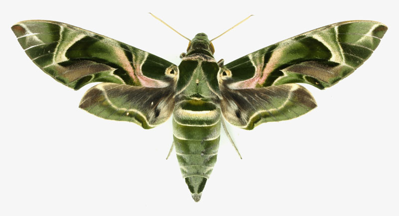 2023年秋、県内でも初確認された蛾類「キョウチクトウスズメ」の標本