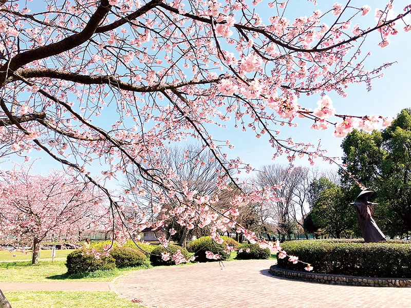 枝を伸ばして花を咲かせる河津桜＝埼玉県さいたま市緑区